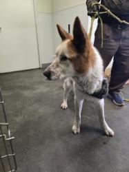 Shelter Stray Male Dog last seen , 1850 W 60th St, Los Angeles, CA 90047, USA