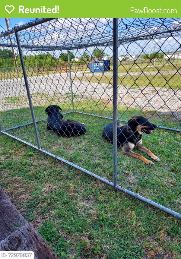 Reunited Unknown Dog last seen Near South FM 369 Burkburnett Texas 76354, Burkburnett, TX 76354