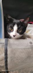 Shelter Stray Female Cat last seen , 1850 W 60th St, Los Angeles, CA 90047, USA