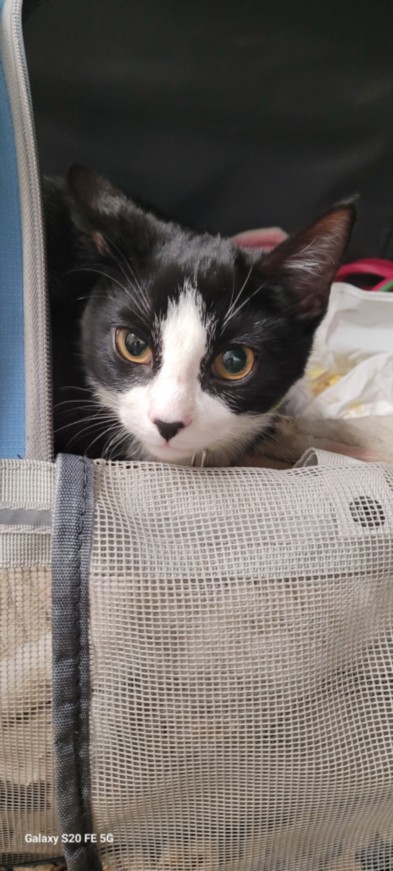Shelter Stray Female Cat last seen , 1850 W 60th St, Los Angeles, CA 90047, USA