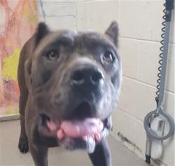 Shelter Stray Female Dog last seen Near BLOCK TUOLUMNE CT, 333 Chandler Pl, San Bernardino, CA 92408, USA