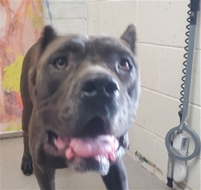 Shelter Stray Female Dog last seen Near BLOCK TUOLUMNE CT, 333 Chandler Pl, San Bernardino, CA 92408, USA