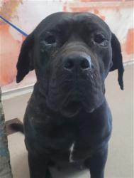 Shelter Stray Female Dog last seen Near BLOCK TUOLUMNE CT, 333 Chandler Pl, San Bernardino, CA 92408, USA