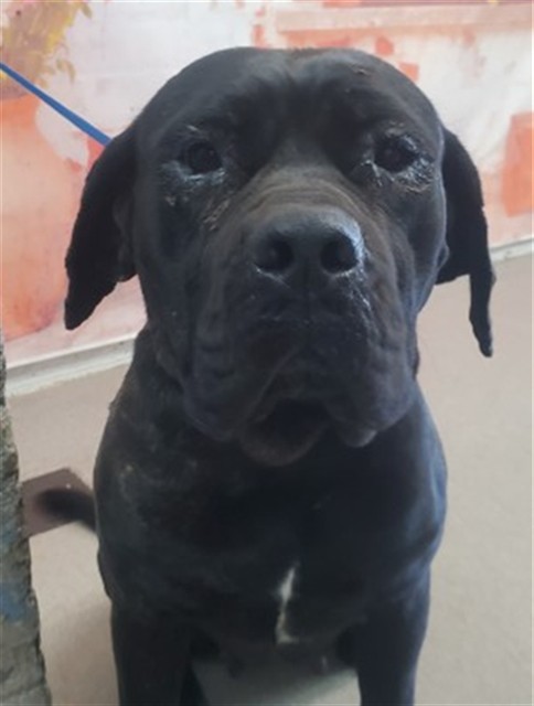 Shelter Stray Female Dog last seen Near BLOCK TUOLUMNE CT, 333 Chandler Pl, San Bernardino, CA 92408, USA