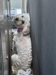 Found/Stray Female Dog last seen Near S Oak St Santa Ana, CA  92707 United States, Santa Ana, CA 92707