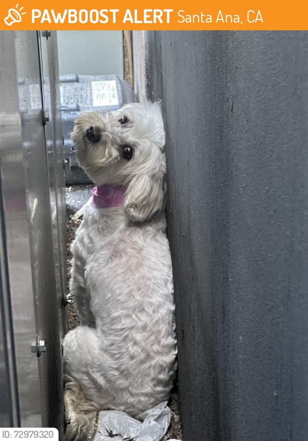 Found/Stray Female Dog last seen Near S Oak St Santa Ana, CA  92707 United States, Santa Ana, CA 92707