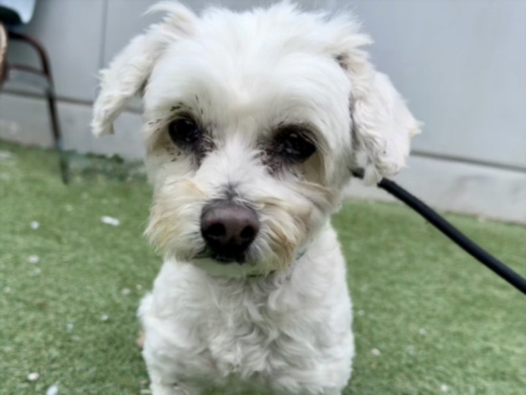 Shelter Stray Female Dog last seen , 11361 W Pico Blvd, Los Angeles, CA 90064, USA