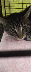 Shelter Stray Female Cat last seen , 11361 W Pico Blvd, Los Angeles, CA 90064, USA