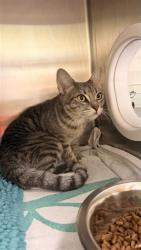 Shelter Stray Female Cat last seen THIRA WAY / SANTORINI DR, 9150 Union Park Way, Elk Grove, CA 95624, USA
