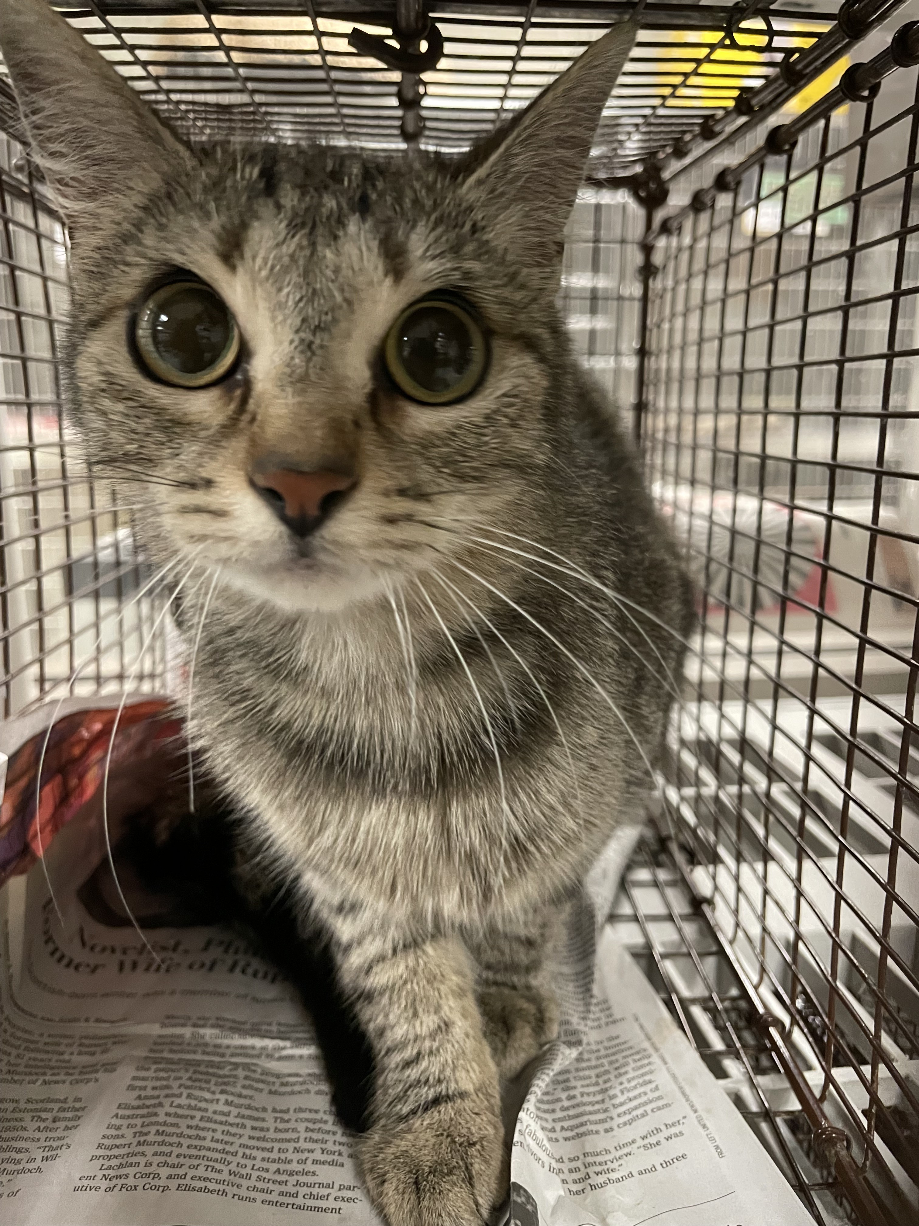Shelter Stray Female Cat last seen , 14409 Vanowen St, Van Nuys, CA 91405, USA