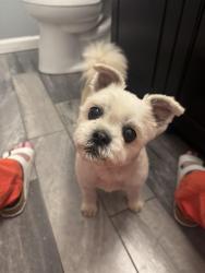 Reunited Male Dog last seen Getgo, Carnegie, PA 15106