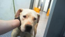 Shelter Stray Female Dog last seen CHARLOTTE, 8315 Byrum Dr, Charlotte, NC 28217, USA