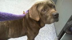 Shelter Stray Female Dog last seen CHARLOTTE, 8315 Byrum Dr, Charlotte, NC 28217, USA