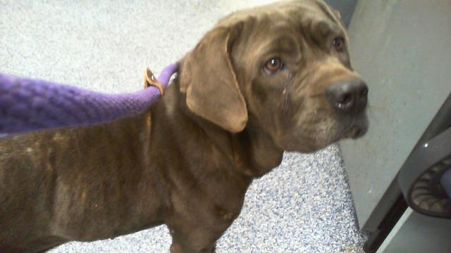 Shelter Stray Female Dog last seen CHARLOTTE, 8315 Byrum Dr, Charlotte, NC 28217, USA