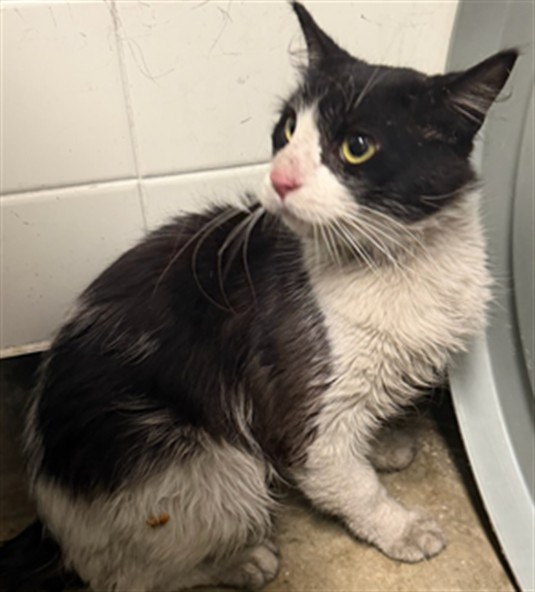 Shelter Stray Male Cat last seen , 14409 Vanowen St, Van Nuys, CA 91405, USA