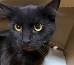 Shelter Stray Male Cat last seen , 14409 Vanowen St, Van Nuys, CA 91405, USA