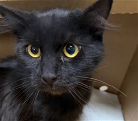 Shelter Stray Male Cat last seen , 14409 Vanowen St, Van Nuys, CA 91405, USA
