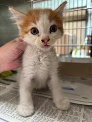 Shelter Stray Unknown Cat last seen , 4275 Elton St, Baldwin Park, CA 91706, USA