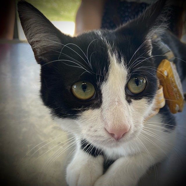 Shelter Stray Female Cat last seen , 4275 Elton St, Baldwin Park, CA 91706, USA