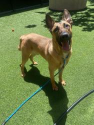 Shelter Stray Male Dog last seen SUNDOWN PARK NEAR HUDSON AND BERTHA LANE, San Francisco, CA 94103