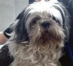 Shelter Stray Male Dog last seen NAPLES X BRAZIL, San Francisco, CA 94103