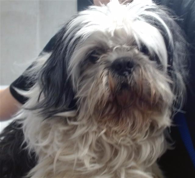 Shelter Stray Male Dog last seen NAPLES X BRAZIL, San Francisco, CA 94103