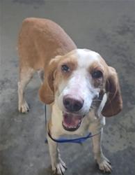 Shelter Stray Female Dog last seen I-10 REST AREA @ MILE MARKER 194, Tallahassee, FL 32311