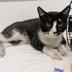 Shelter Stray Male Cat last seen , Camarillo, CA 93010