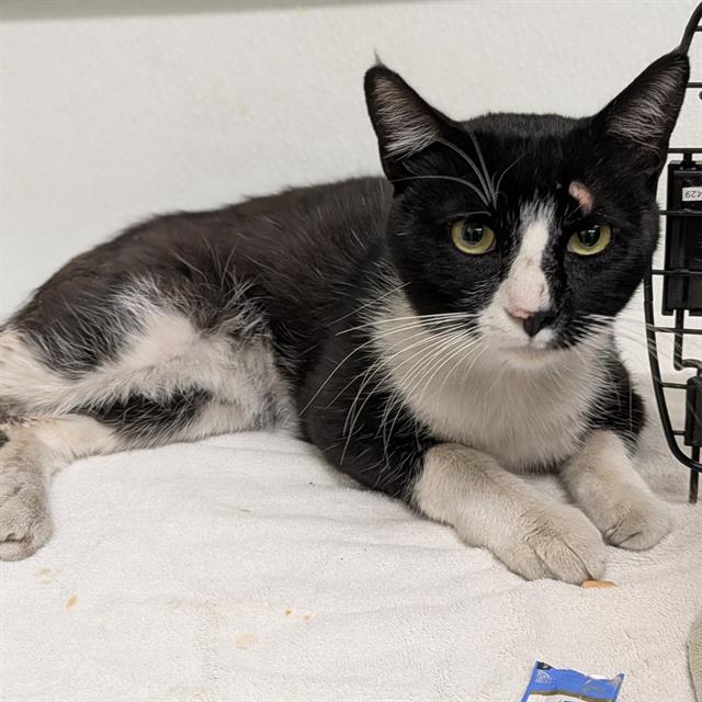 Shelter Stray Male Cat last seen , Camarillo, CA 93010