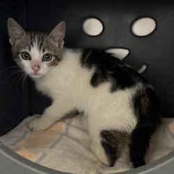 Shelter Stray Female Cat last seen , Camarillo, CA 93010