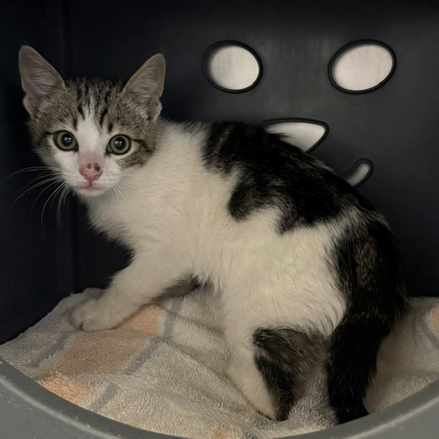 Shelter Stray Female Cat last seen , Camarillo, CA 93010