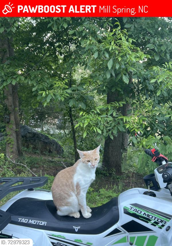 Lost Male Cat last seen Coopers Gap Rd, Mill Spring NC, Mill Spring, NC 28756