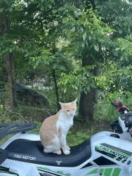 Lost Male Cat last seen Coopers Gap Rd, Mill Spring NC, Mill Spring, NC 28756