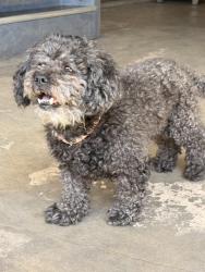 Found/Stray Female Dog last seen Peachwood homes/ Phillips & Roswell / POMONA/ CHINO, San Bernardino County, CA 91710
