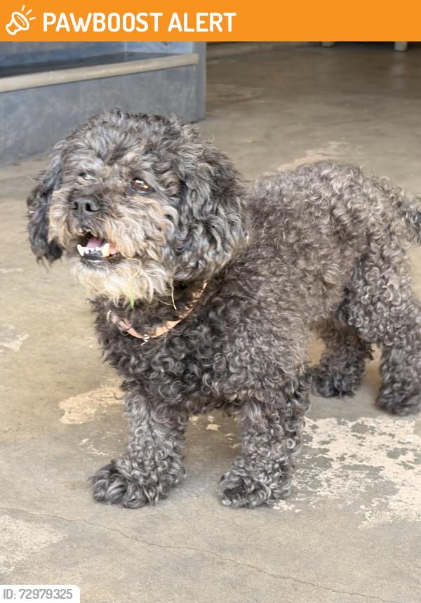 Found/Stray Female Dog last seen Peachwood homes/ Phillips & Roswell / POMONA/ CHINO, San Bernardino County, CA 91710
