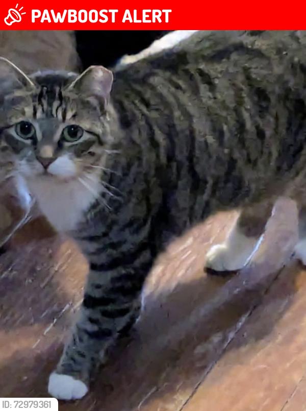 Lost Female Cat last seen Sid Bickley near Stucks Point Drive in Chapin, SC, Lexington County, SC 29036