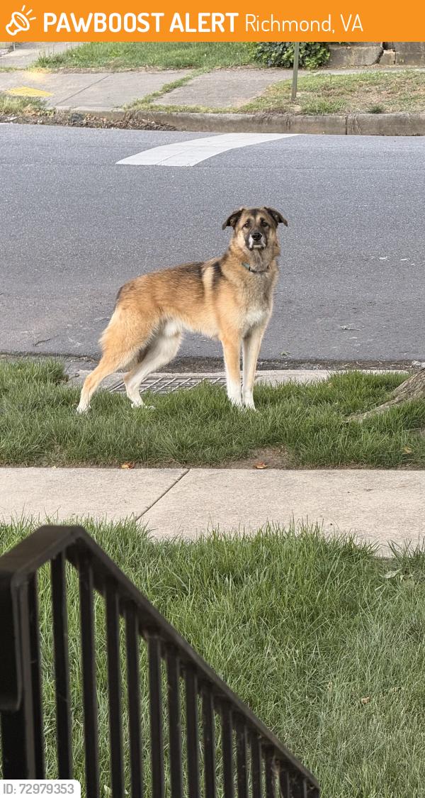 Found/Stray Unknown Dog last seen 2nd Avenue & Spruce Street, one street over from Overby-Sheppard Elementary, Richmond, VA 23222