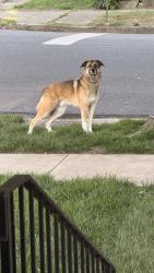 Found/Stray Unknown Dog last seen 2nd Avenue & Spruce Street, one street over from Overby-Sheppard Elementary, Richmond, VA 23222