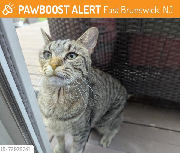 Found/Stray Female Cat last seen Green hills Rd East Brunswick NJ , East Brunswick, NJ 08816
