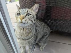 Found/Stray Female Cat last seen Green hills Rd East Brunswick NJ , East Brunswick, NJ 08816