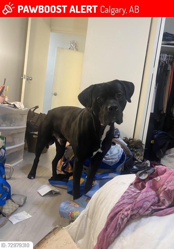 Lost Male Dog last seen Sinaloa tennis court , Calgary, AB 