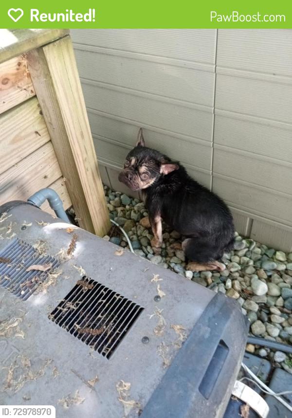 Reunited Unknown Dog last seen W Broadway maumee ohio, Maumee, OH 43537