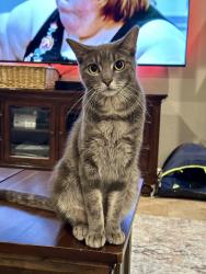 Lost Male Cat last seen Bene vista drive in Grand Oaks , Houston, TX 77084