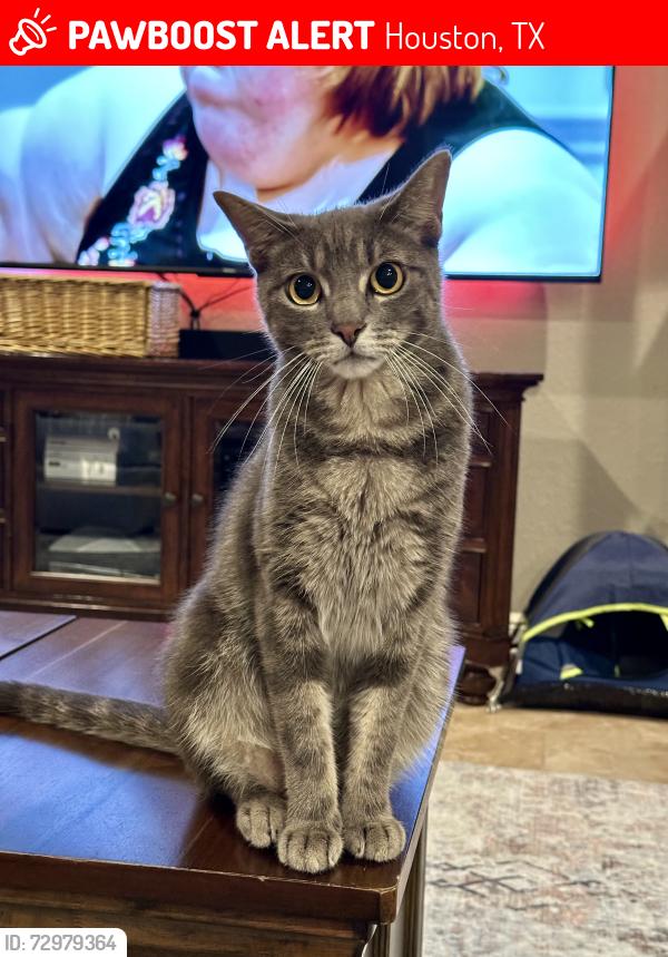 Lost Male Cat last seen Bene vista drive in Grand Oaks , Houston, TX 77084