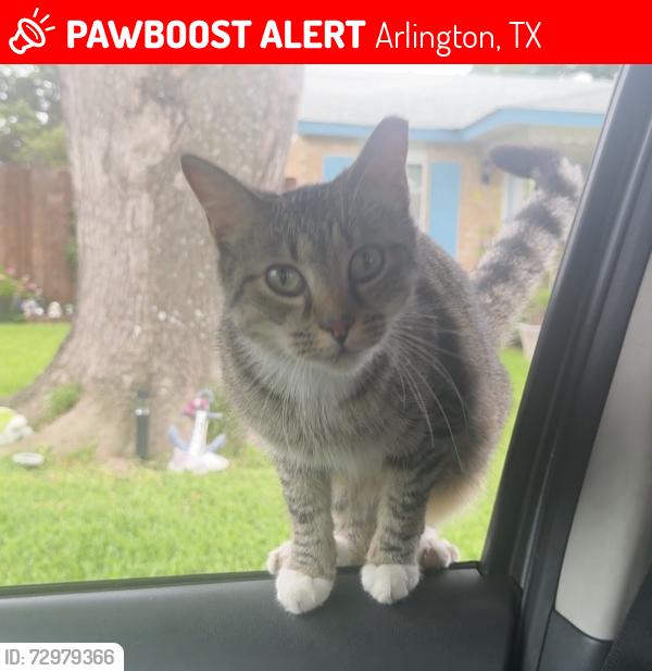 Lost Female Cat last seen Near Sunflower Dr , Arlington, TX 76014