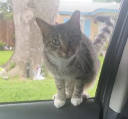 Lost Female Cat last seen Near Sunflower Dr , Arlington, TX 76014