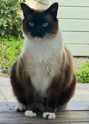 Reunited Male Cat last seen Berkeley and Bay rd, Menlo Park, CA 94025