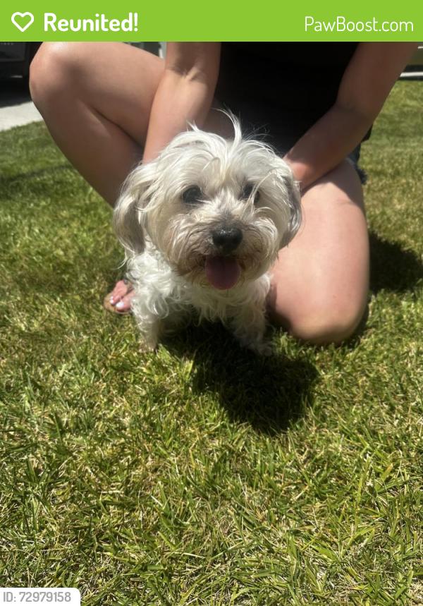 Reunited Female Dog last seen Masters and Mosaic, Oceanside, CA 92057