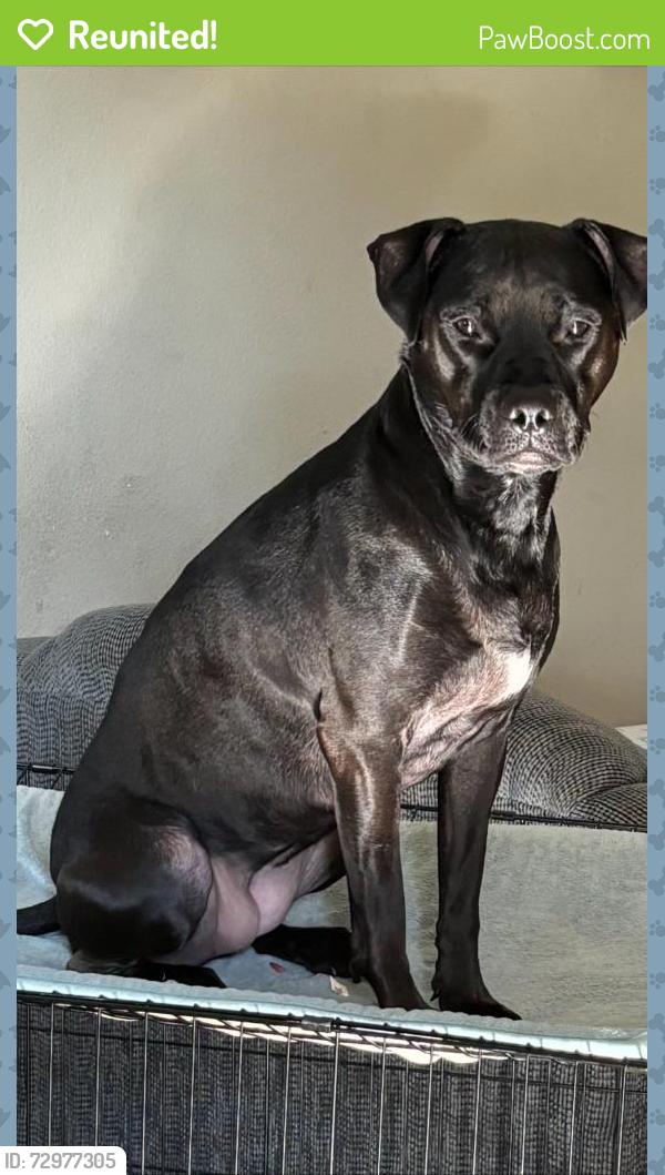 Reunited Female Dog last seen Southwest road and w 20th street, Sanford, FL 32771