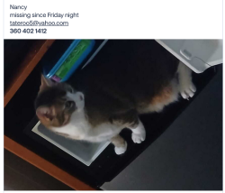 Lost Female Cat last seen Lilly and Ensign, Olympia, WA 98506
